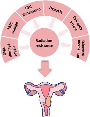 The research progress on radiation resistance of cervical cancer